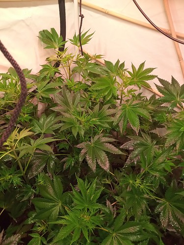 Growreport Bild 17