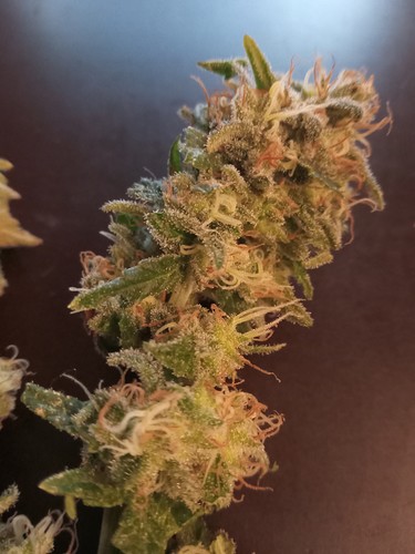 Growreport Bild 23