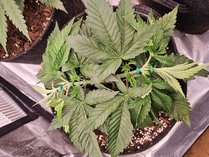 Growreport Bild 13