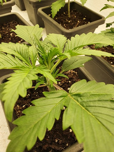 Growreport Bild 2