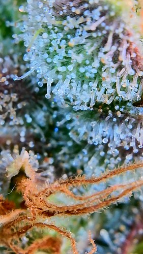 Growreport Bild 7