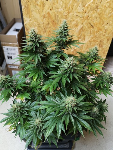 Growreport Bild 1