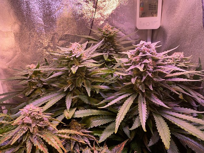 Growreport Bild 42