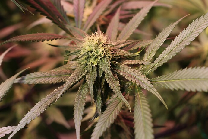 Growreport Bild 6