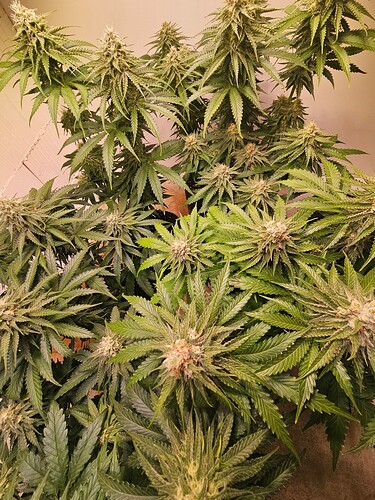 Growreport Bild 30