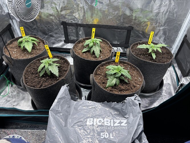 Growreport Bild 155