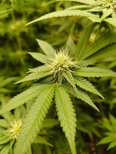 Growreport Bild 4