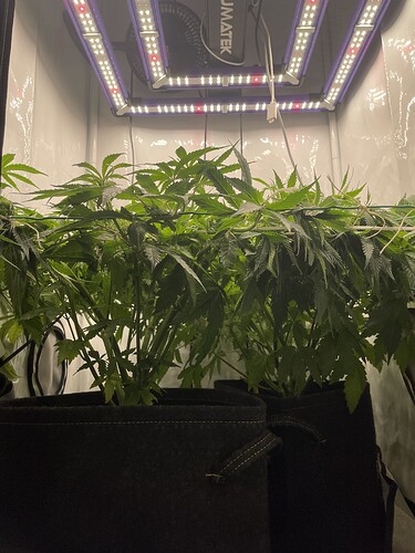 Growreport Bild 1