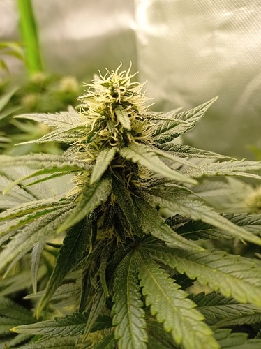 Growreport Bild 2