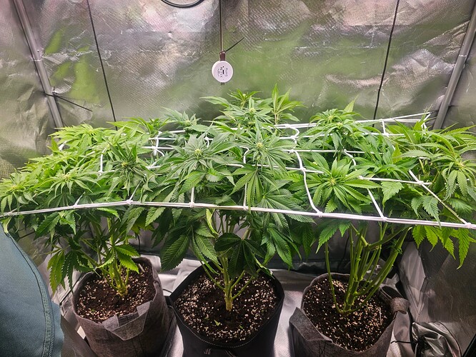 Growreport Bild 4