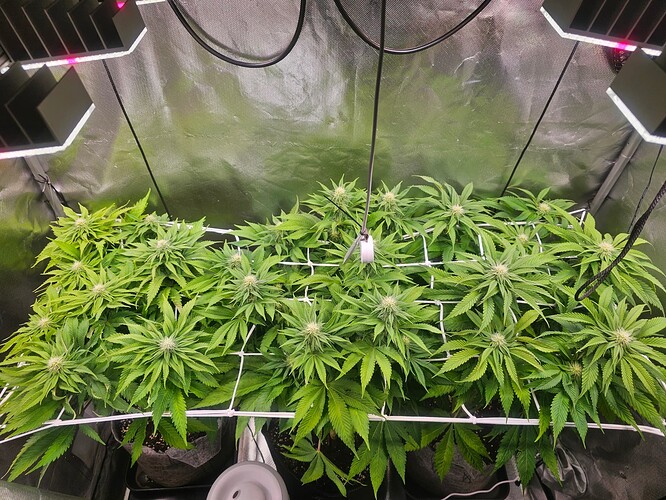 Growreport Bild 4