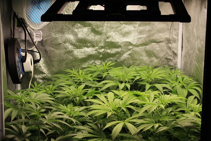 Growreport Bild 6