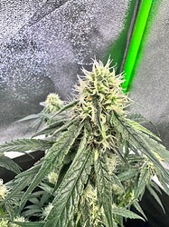 Growreport Bild 6