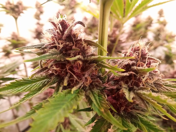 Growreport Bild 53