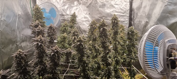 Growreport Bild 41