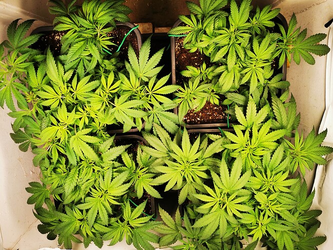 Growreport Bild 1