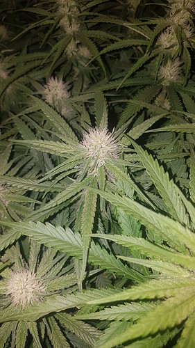 Growreport Bild 9
