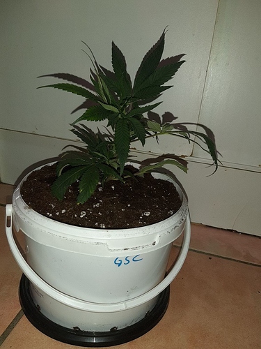 Growreport Bild 2