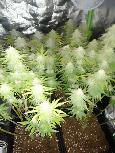 Growreport Bild 5