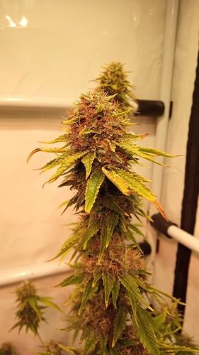 Growreport Bild 33