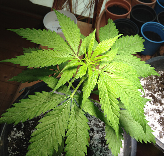 Growreport Bild 43