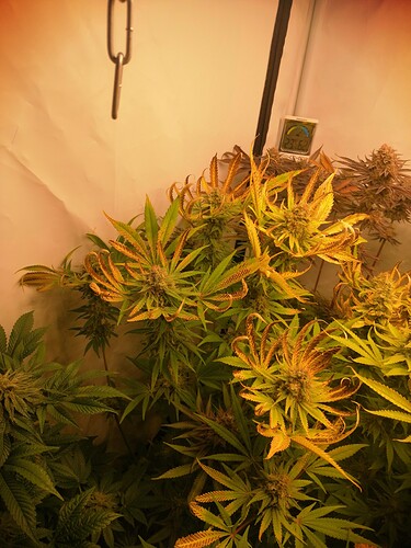 Growreport Bild 4