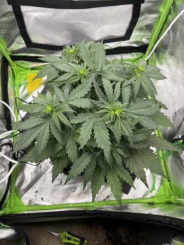 Growreport Bild 13