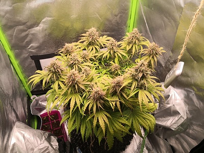 Growreport Bild 3