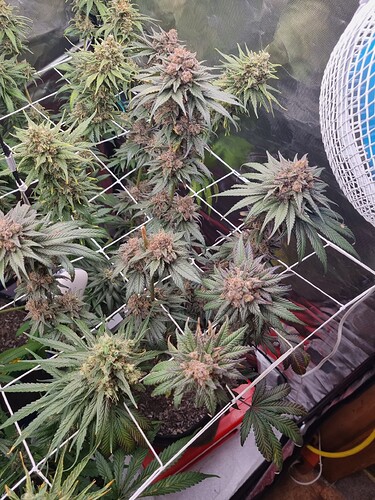 Growreport Bild 7