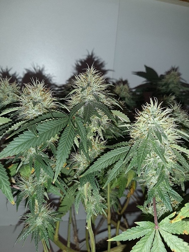Growreport Bild 6