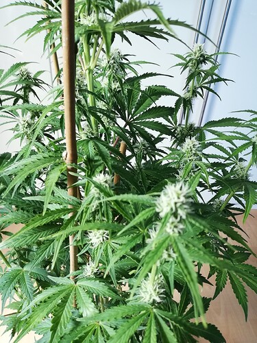 Growreport Bild 51
