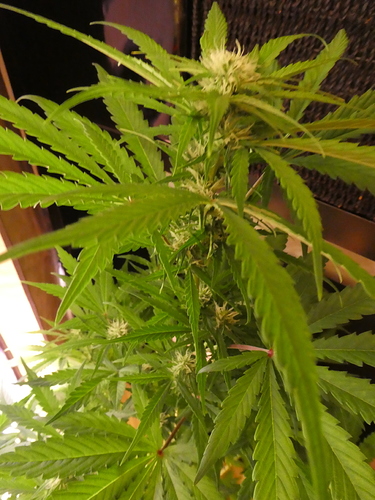 Growreport Bild 5