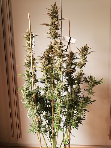 GG#3_240112-1