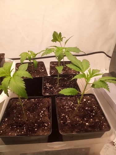 Growreport Bild 19