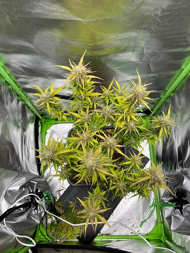 Growreport Bild 13
