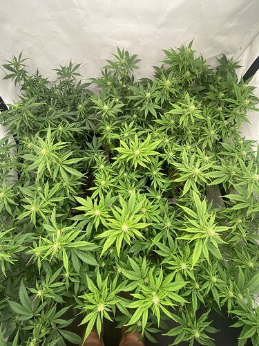Growreport Bild 3
