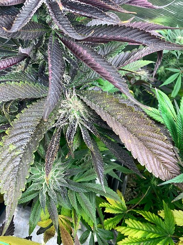 Growreport Bild 6