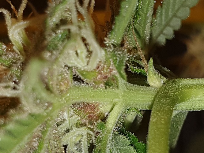 b (8)