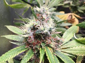 Growreport Bild 5