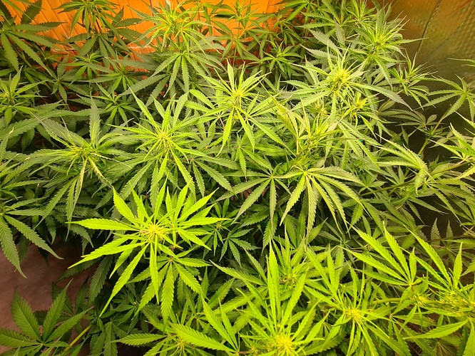 Growreport Bild 12