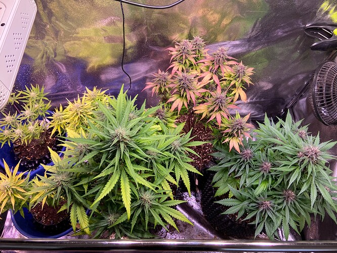 Growreport Bild 6