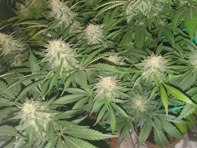 Growreport Bild 2