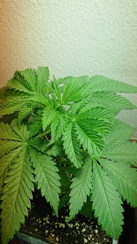 Growreport Bild 2