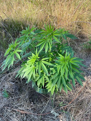 Growreport Bild 1