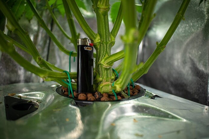 Growreport Bild 6
