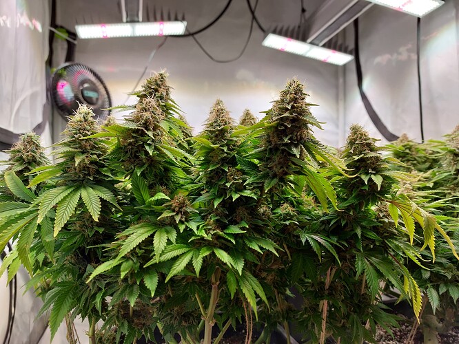 Growreport Bild 6