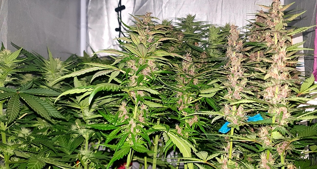 Growreport Bild 6