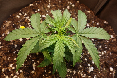 Eine junge Cannabispflanze in einem Topf mit Erde, die sich in der Sämlingsphase befindet.