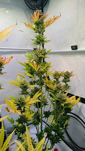 Growreport Bild 9
