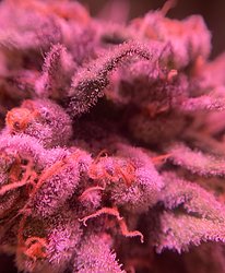 Growreport Bild 17
